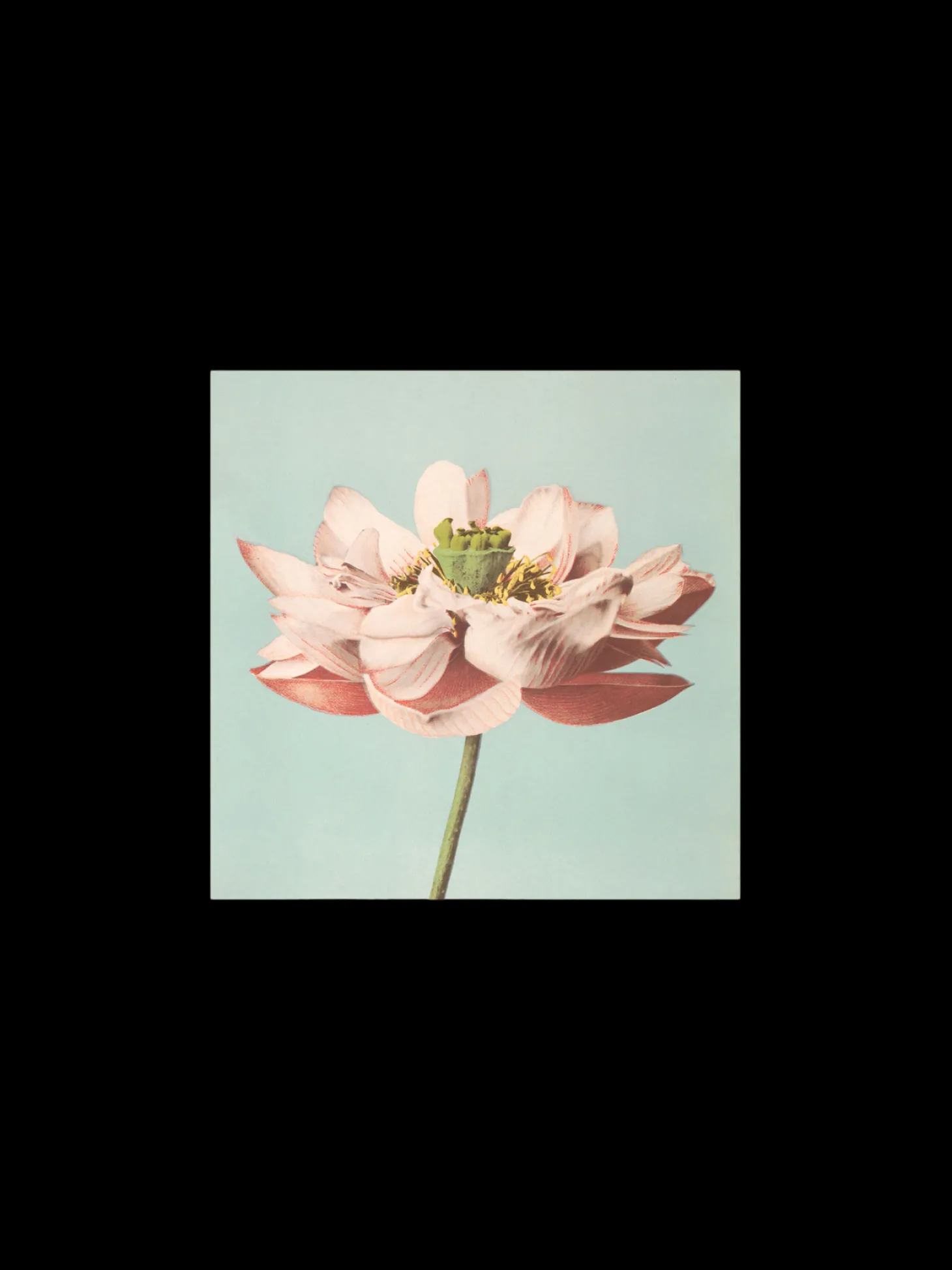 Plakat 24 X 24