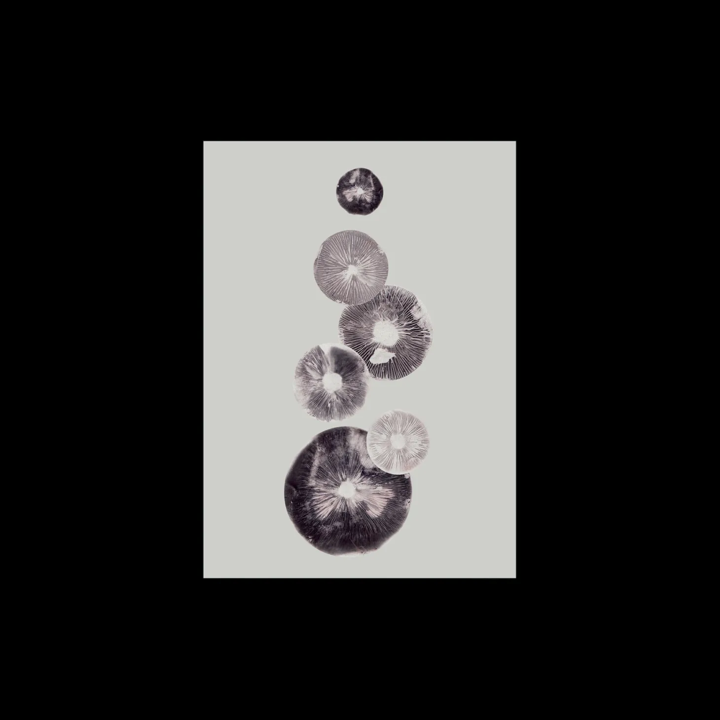 Plakat Mushroom - 4 Grey 40 X 50